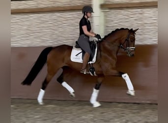 Oldenburger, Stute, 4 Jahre, 167 cm, Brauner