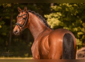 Oldenburger, Stute, 4 Jahre, 167 cm, Brauner