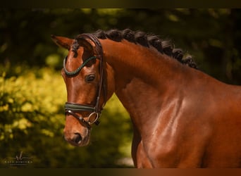 Oldenburger, Stute, 4 Jahre, 167 cm, Brauner