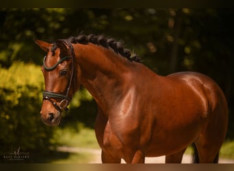 Oldenburger, Stute, 4 Jahre, 167 cm, Brauner