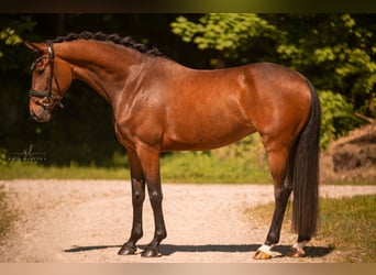 Oldenburger, Stute, 4 Jahre, 167 cm, Brauner