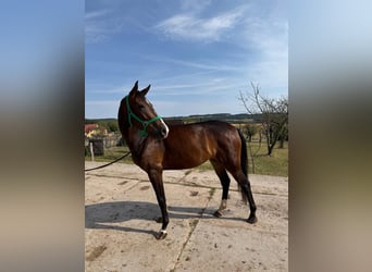 Oldenburger, Stute, 4 Jahre, 167 cm, Dunkelbrauner
