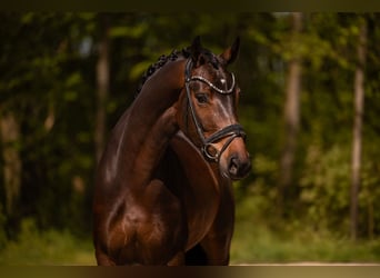 Oldenburger, Stute, 4 Jahre, 167 cm, Dunkelbrauner
