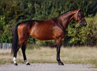 Oldenburger, Stute, 4 Jahre, 167 cm, Dunkelbrauner