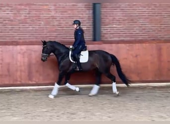 Oldenburger, Stute, 4 Jahre, 167 cm, Dunkelbrauner