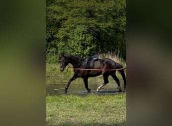 Oldenburger, Stute, 4 Jahre, 167 cm, Dunkelbrauner