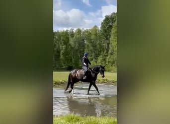 Oldenburger, Stute, 4 Jahre, 167 cm, Dunkelbrauner