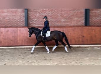 Oldenburger, Stute, 4 Jahre, 167 cm, Dunkelbrauner
