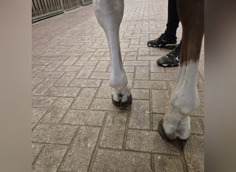 Oldenburger, Stute, 4 Jahre, 167 cm, Dunkelfuchs