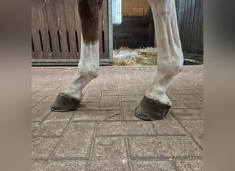 Oldenburger, Stute, 4 Jahre, 167 cm, Dunkelfuchs