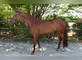 Oldenburger, Stute, 4 Jahre, 167 cm, Fuchs