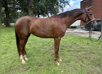 Oldenburger, Stute, 4 Jahre, 167 cm, Fuchs