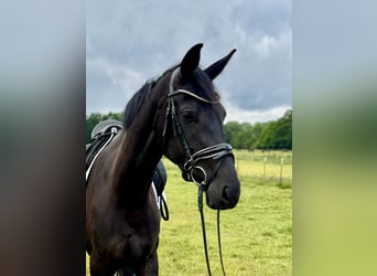 Oldenburger, Stute, 4 Jahre, 167 cm, Rappe