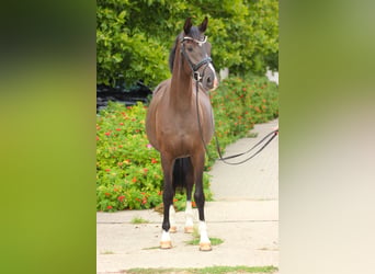 Oldenburger, Stute, 4 Jahre, 167 cm, Rappe