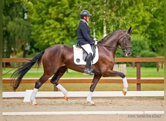Oldenburger, Stute, 4 Jahre, 167 cm, Rappe