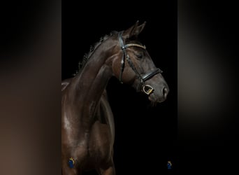 Oldenburger, Stute, 4 Jahre, 167 cm, Rappe
