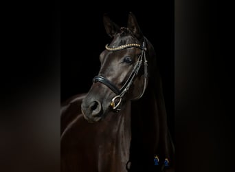 Oldenburger, Stute, 4 Jahre, 167 cm, Rappe