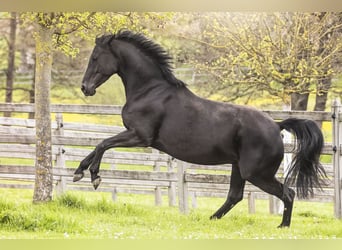 Oldenburger, Stute, 4 Jahre, 167 cm, Rappe