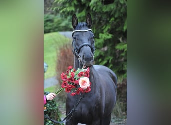 Oldenburger, Stute, 4 Jahre, 167 cm, Rappe