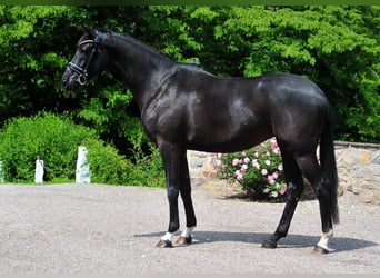 Oldenburger, Stute, 4 Jahre, 167 cm, Rappe