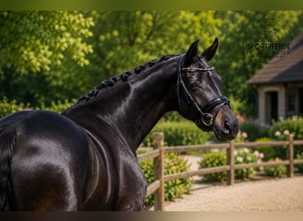 Oldenburger, Stute, 4 Jahre, 167 cm, Schwarzbrauner