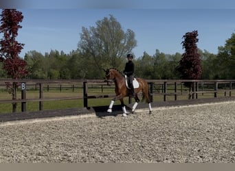 Oldenburger, Stute, 4 Jahre, 168 cm, Brauner