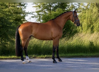 Oldenburger, Stute, 4 Jahre, 168 cm, Brauner