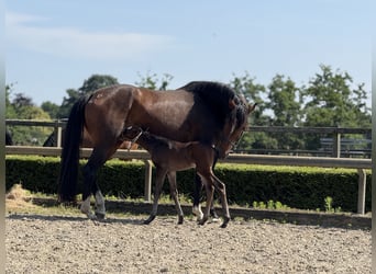 Oldenburger, Stute, 4 Jahre, 168 cm, Brauner