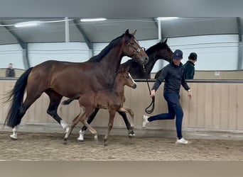 Oldenburger, Stute, 4 Jahre, 168 cm, Brauner