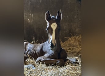 Oldenburger, Stute, 4 Jahre, 168 cm, Brauner