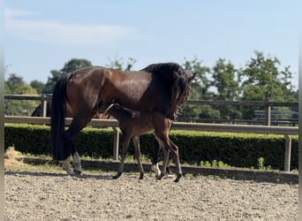 Oldenburger, Stute, 4 Jahre, 168 cm, Brauner