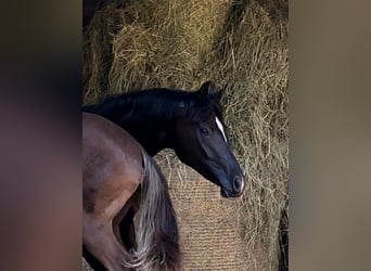 Oldenburger, Stute, 4 Jahre, 168 cm