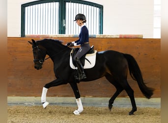 Oldenburger, Stute, 4 Jahre, 168 cm, Dunkelbrauner