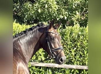 Oldenburger, Stute, 4 Jahre, 168 cm, Dunkelbrauner