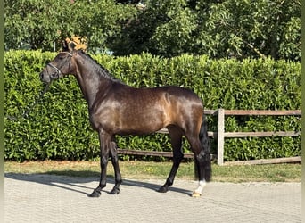Oldenburger, Stute, 4 Jahre, 168 cm, Dunkelbrauner