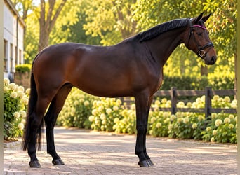 Oldenburger, Stute, 4 Jahre, 168 cm, Dunkelbrauner