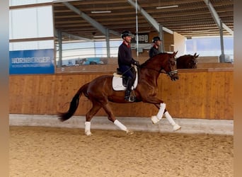 Oldenburger, Stute, 4 Jahre, 168 cm, Dunkelfuchs