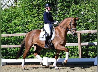 Oldenburger, Stute, 4 Jahre, 168 cm, Fuchs