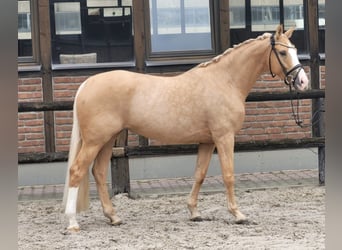 Oldenburger, Stute, 4 Jahre, 168 cm, Palomino