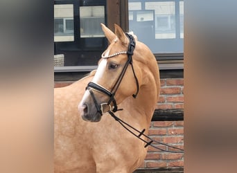 Oldenburger, Stute, 4 Jahre, 168 cm, Palomino