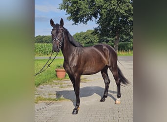 Oldenburger, Stute, 4 Jahre, 168 cm, Schwarzbrauner