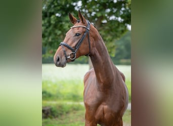 Oldenburger, Stute, 4 Jahre, 169 cm, Brauner