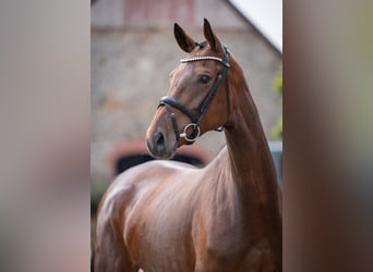 Oldenburger, Stute, 4 Jahre, 169 cm, Brauner