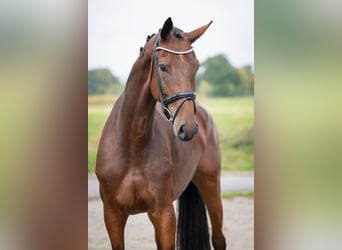 Oldenburger, Stute, 4 Jahre, 169 cm, Brauner