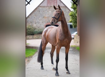Oldenburger, Stute, 4 Jahre, 169 cm, Brauner