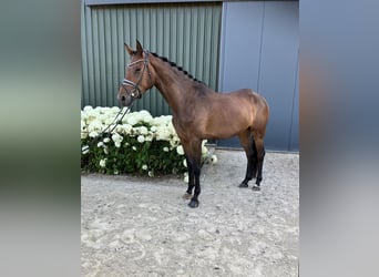 Oldenburger, Stute, 4 Jahre, 169 cm, Brauner