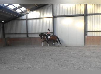 Oldenburger, Stute, 4 Jahre, 169 cm, Brauner