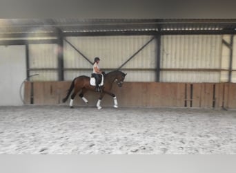 Oldenburger, Stute, 4 Jahre, 169 cm, Brauner