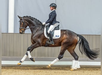 Oldenburger, Stute, 4 Jahre, 169 cm, Brauner