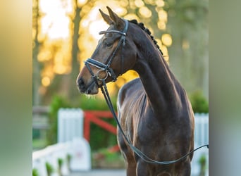 Oldenburger, Stute, 4 Jahre, 169 cm, Brauner